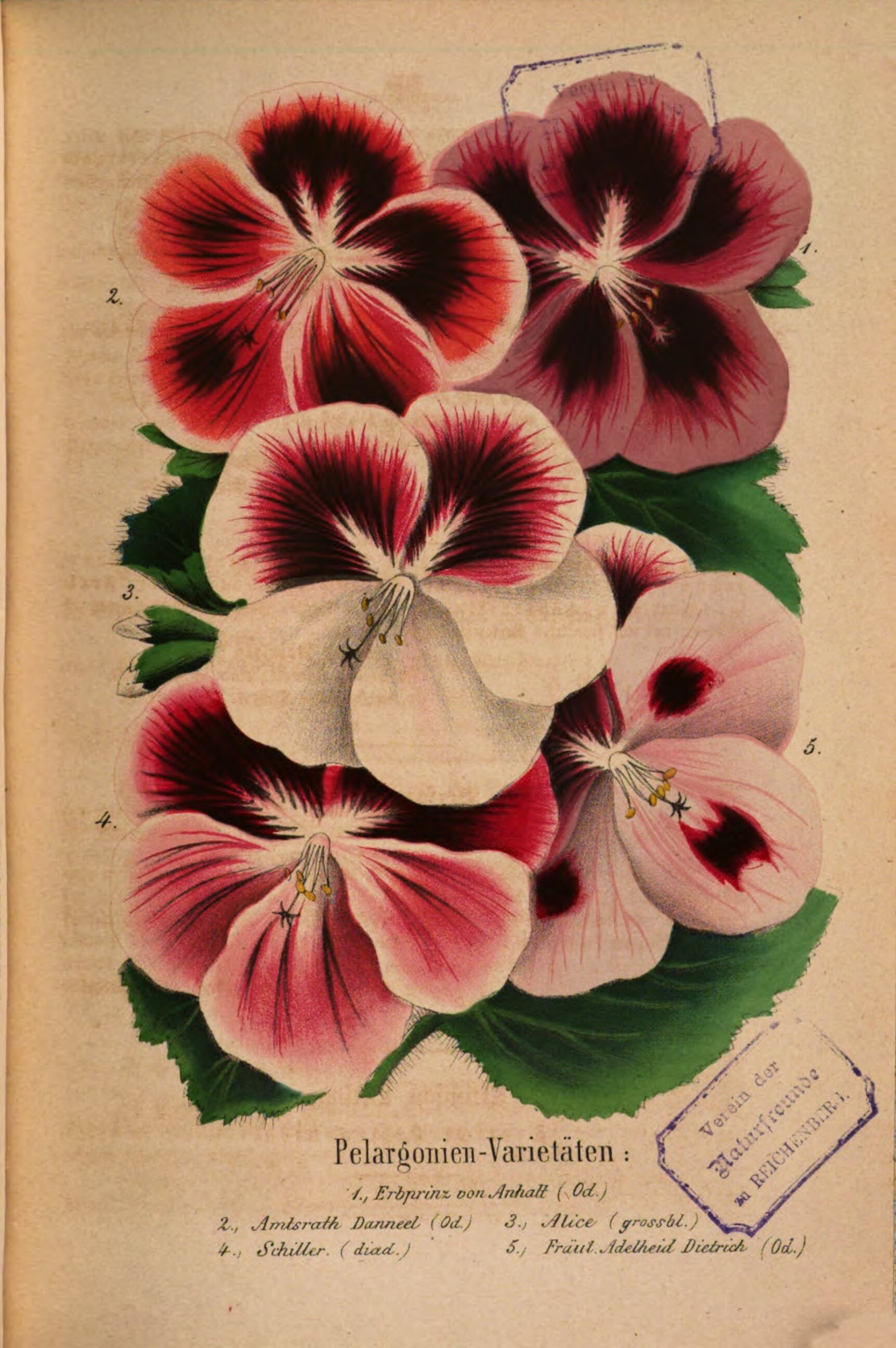 Adelheid Dietrich Blume